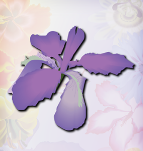 Blue Iris