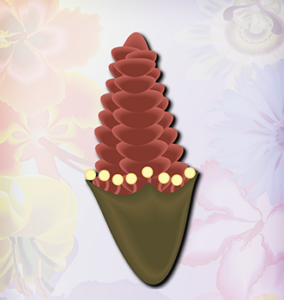 Welwitschia flower