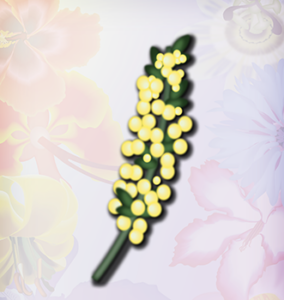 Golden Wattle yellow floewr