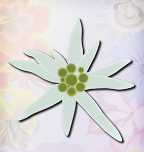 Edelweiss flower