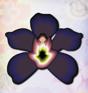Black Orchid Flower