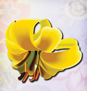 Golden Lily Flower