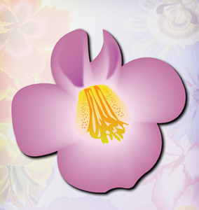 Devils Claw Pink Flower