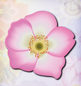 Bulgarian Rose Pink flower