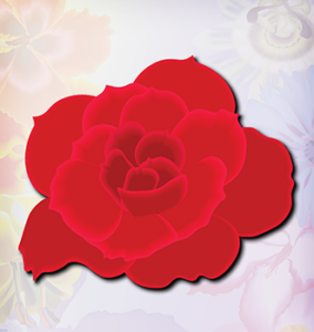 Red Rose Flower