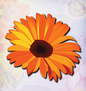 Gerbera Daisy orange flower