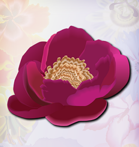 Chinese Peony plum color flower