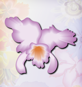 Christmas Orchid light purple flower