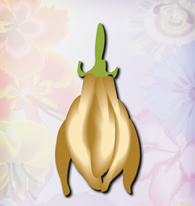 Ylang Ylang gold like flower
