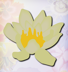 Helvola Waterlily off white flower