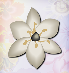 Ivory Coast Lily flower off whtie