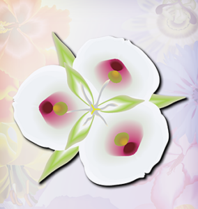 White Mariposa flower