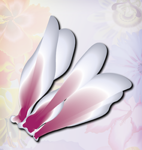 Cyprus Cyclamen flower