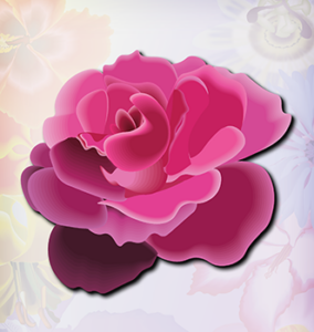 Pink Rose