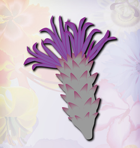 purple urchin like flower
