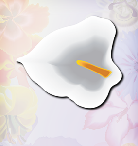 white lily flower
