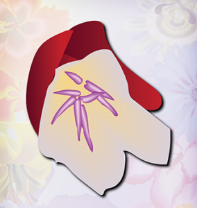 red outer flower lsyaer with white inside
